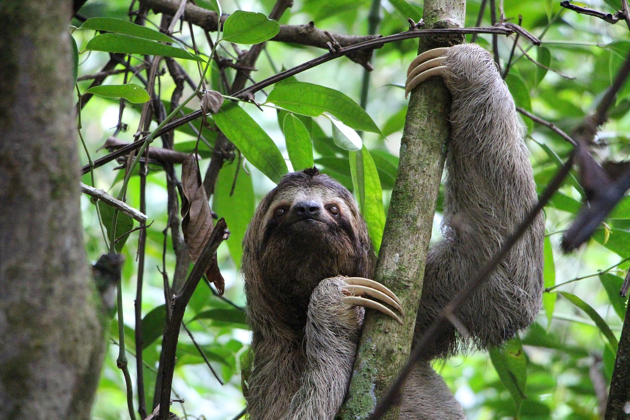 sloth, three finger sloth, jungle